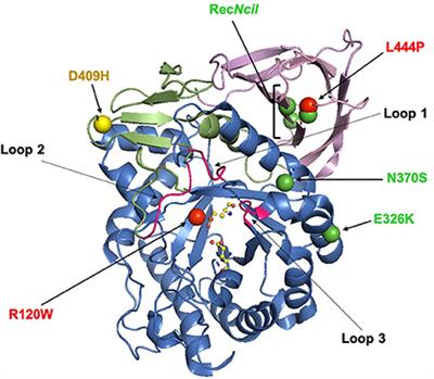 Genetic variations in GBA1 and LRRK2 genes: Biochemical and clinical consequences in Parkinson disease